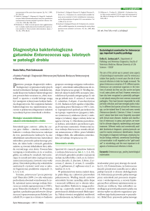 Diagnostyka bakteriologiczna gatunków Enterococcus spp. istotnych