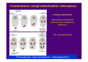 mitochondria i chloroplasty