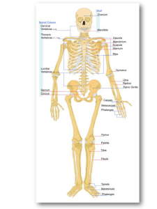 Osteologia (1) - WordPress.com