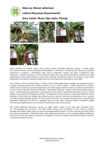 rodzina Musaceae (bananowate) - Miejski Ogród Botaniczny w Zabrzu