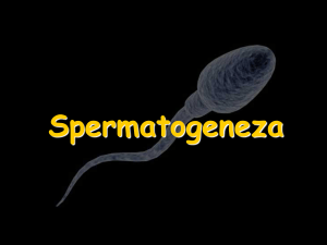 Spermatogeneza
