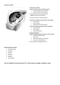 Anatomia oczodołu