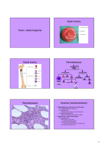 Krew i układ krążenia Szpik kostny Szpik kostny Hematopoeza