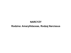 Narcyzy