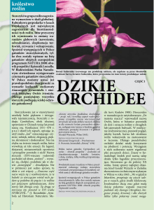 dzikie orchidee dzikie orchidee