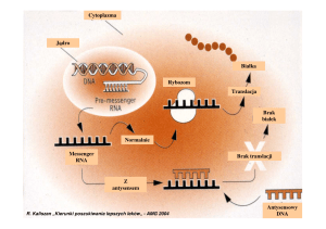 Normalnie Z antysensem Messenger RNA Jądro Cytoplazma