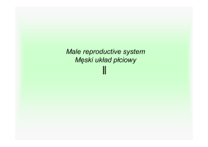 Male reproductive system Męski układ płciowy