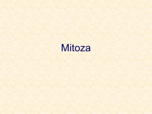 Mitoza - MODN KONIN