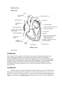 Krwiobieg duży Krew (bogata w tlen) wypływa z lewej komory serca