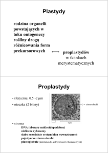 Plastydy Proplastydy