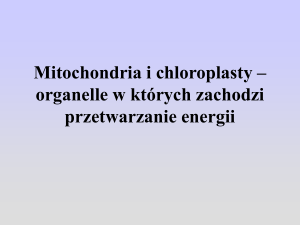 Mitochondria i chloroplasty – organelle w których