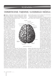 odkrywanie tajemnic ludzkiego mózgu - Alma Mater