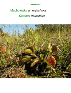Muchołówka amerykańska Dionaea muscipula