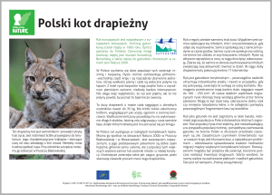 Polski kot drapieżny