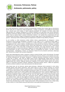 Arecaceae, Palmaceae, Palmae Arekowate, palmowate, palmy