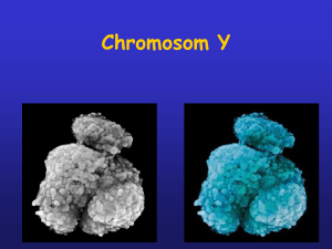 Chromosom Y