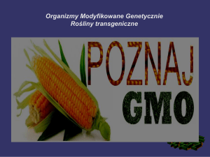 Organizmy Modyfikowane Genetycznie Rośliny transgeniczne