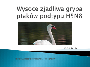 Wysoce zjadliwa grypa ptaków podtypu H5N8 - piwet