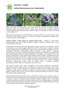 Aconitum L. (Tojad) - Miejski Ogród Botaniczny w Zabrzu