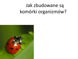 Komórka - Strefa.pl