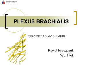 plexus brachialis - Katedra Anatomii