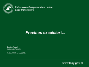 Fraxinus excelsior L. Zamieranie jesionu