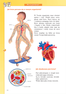 Jak krew porusza si´ w naszym organizmie? Jak