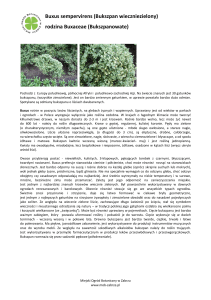 Buxus sempervirens - Miejski Ogród Botaniczny w Zabrzu