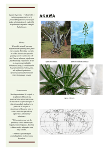Agawa (Agave L.) – rodzaj roślin z rodziny agawowatych. Liczy