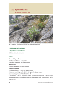 Bylica skalna - Monitoring gatunków i siedlisk przyrodniczych