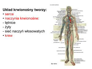 Układ krwionośny