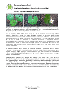 Sanguinaria canadensis - Miejski Ogród Botaniczny w Zabrzu