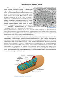 Mitochondrium - budowa i funkcje