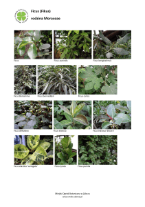 Ficus (Fikus) rodzina Moraceae - Miejski Ogród Botaniczny w Zabrzu