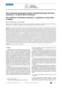 Stan zachowania populacji zawilca wielkokwiatowego Anemone