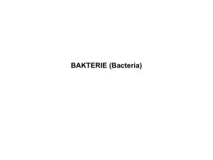 Bakterie