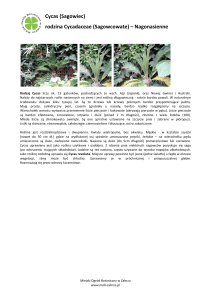 Cycas (Sagowiec) rodzina Cycadaceae (Sagowcowate