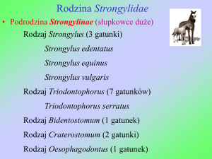 Rodzina Strongylidae