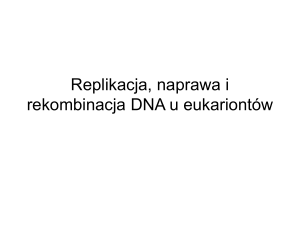 Replikacja, naprawa i rekombinacja DNA u eukariontów