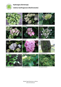 Hydrangea (Hortensja) - Miejski Ogród Botaniczny w Zabrzu