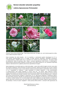 oleander pospolity - Miejski Ogród Botaniczny w Zabrzu