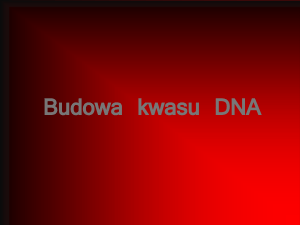 Budowa kwasu DNA