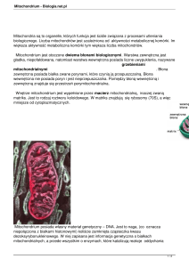 Mitochondrium - Biologia.net.pl