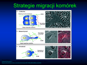 Strategie migracji komórek
