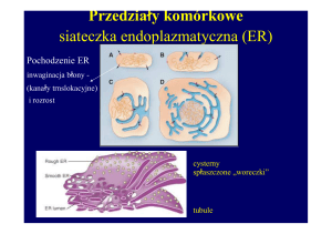 Przedziały komórkowe siateczka endoplazmatyczna (ER)