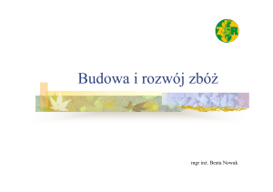 Budowa i rozwój zbóż - prezentacja